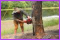 Cut down as a tree limb
